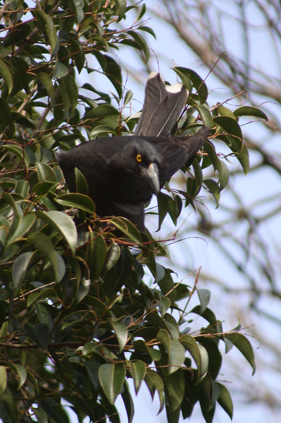 Pied Currawong  Pied Currawong,Strepera graculina