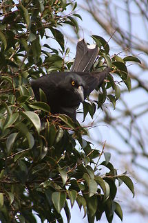 Pied Currawong  Pied Currawong,Strepera graculina