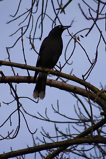 Pied Currawong  Pied Currawong,Strepera graculina