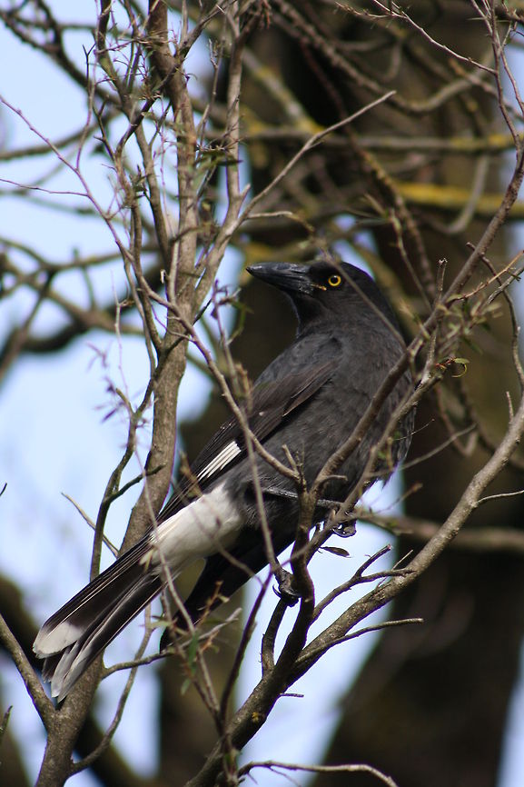 Pied Currawong  Pied Currawong,Strepera graculina