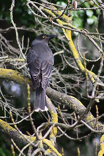 Pied Currawong  Pied Currawong,Strepera graculina