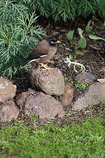 Indian Myna  Acridotheres tristis,Common Myna