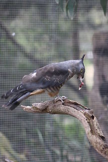 Pacific Baza  Aviceda subcristata,Pacific Baza