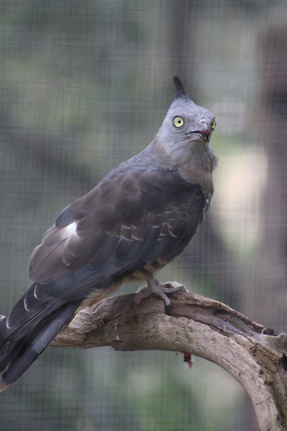 Pacific Baza  Aviceda subcristata,Pacific Baza