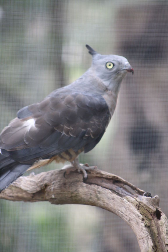 Pacific_Baza  Aviceda subcristata,Pacific Baza