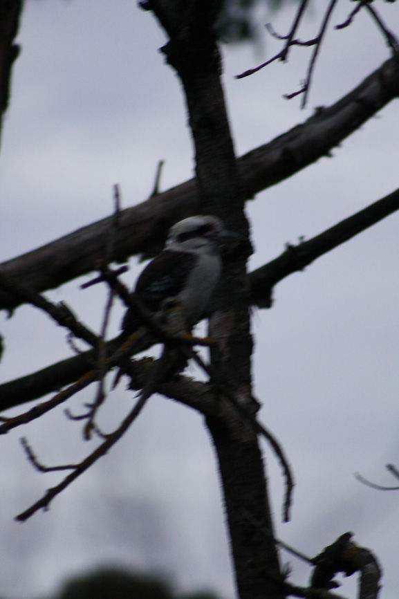 Kookaburra  Dacelo novaeguineae,Laughing Kookaburra