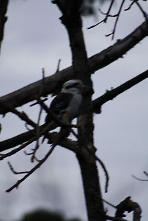 Kookaburra  Dacelo novaeguineae,Laughing Kookaburra