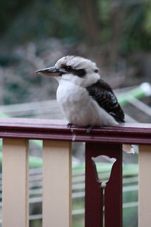 Kookaburra came to visit.  This is out side our back doors  Australia,Dacelo novaeguineae,Geotagged,Laughing Kookaburra