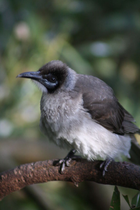 Little Friar Bird Habitat is open forests, woodlands, watercourses, swamp woodland, mangroves, orchards, vineyards, parks and gardens.Can range acroos the top of Australia, PNG and down the East coast of Australia Little Friarbird,Philemon citreogularis