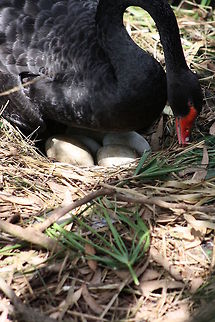 Black_Swan on nest  Black Swan,Cygnus atratus
