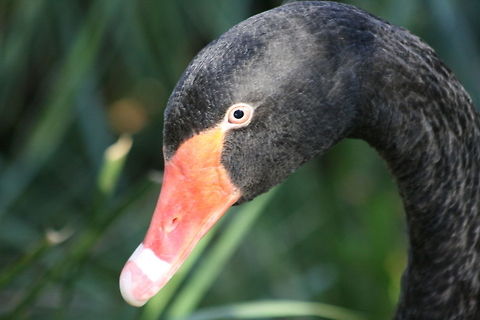 Black Swan  Black Swan,Cygnus atratus