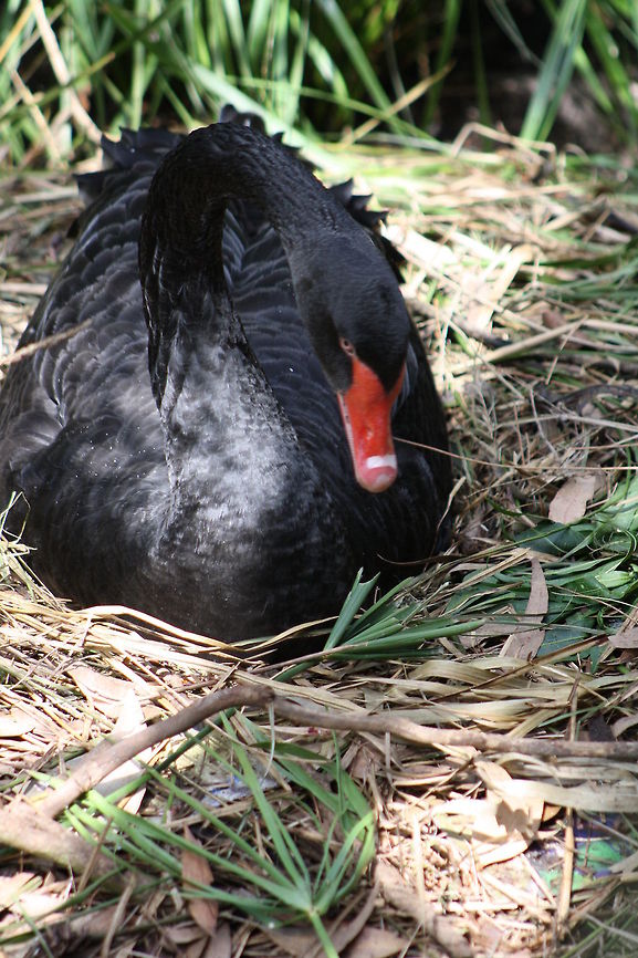 Black Swan  Black Swan,Cygnus atratus