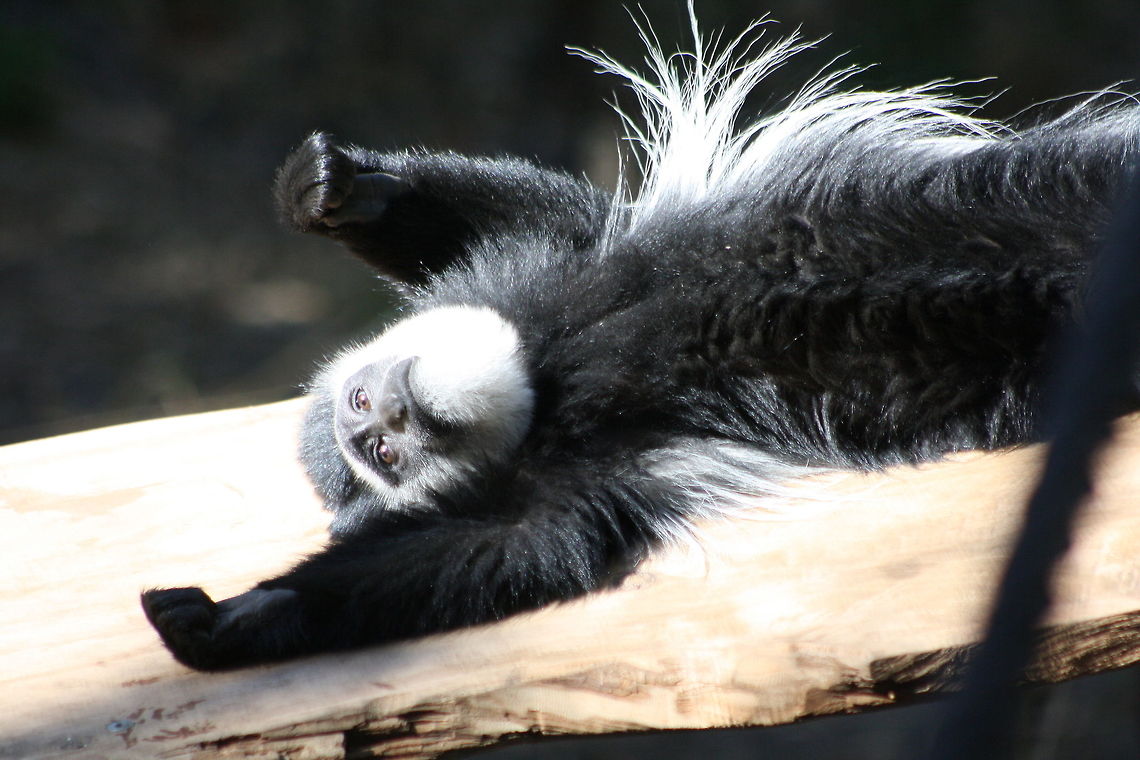 Black White Colobus hard day at the office  Colobus guereza,Mantled guereza