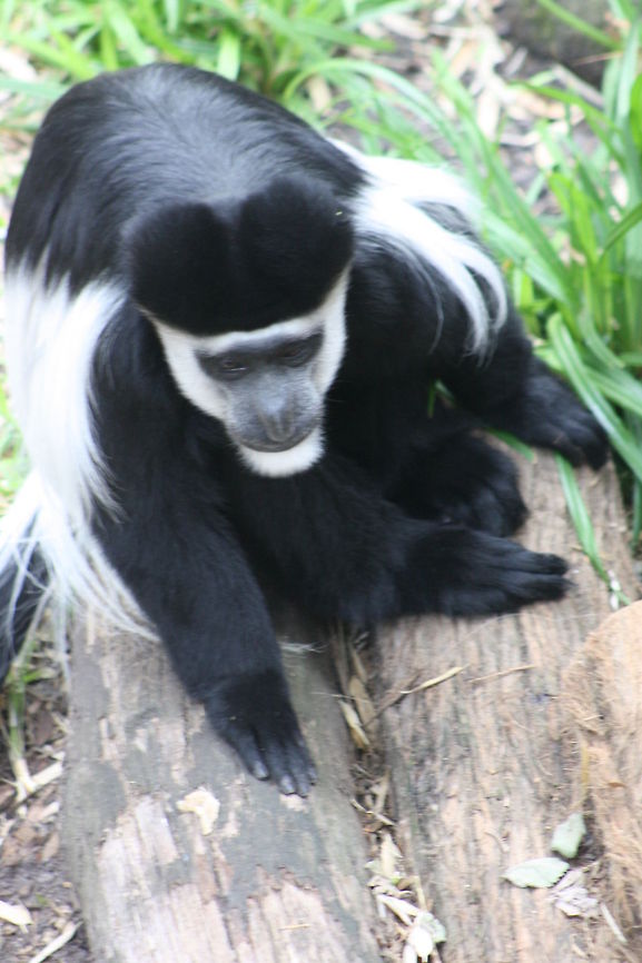 Black White Colobus  Colobus guereza,Mantled guereza