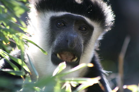Black White Colobus portrait  Colobus guereza,Mantled guereza