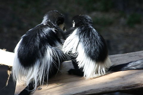 Black White Colobus duo  Colobus guereza,Mantled guereza