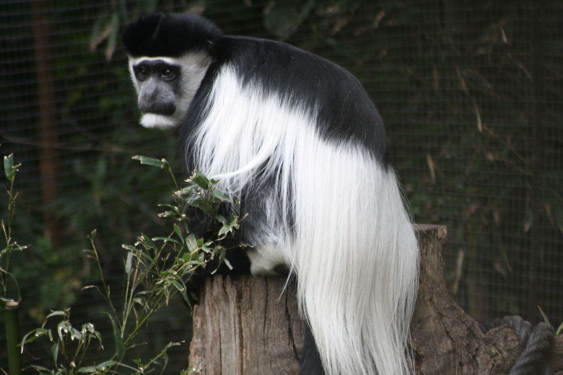 Black White Colobus (Mantled guereza) The myth around these guys is that they are the messenger of the gods, as they are going up and down the trees that they thought they were bringing message down. Unfortunately they are hunted for their fur to make ceremonial headdress and also the bush meat trade. The young are born white so they can hide on their mother but at 6 months they change to the same colour as adults.  Colobus guereza,Mantled guereza