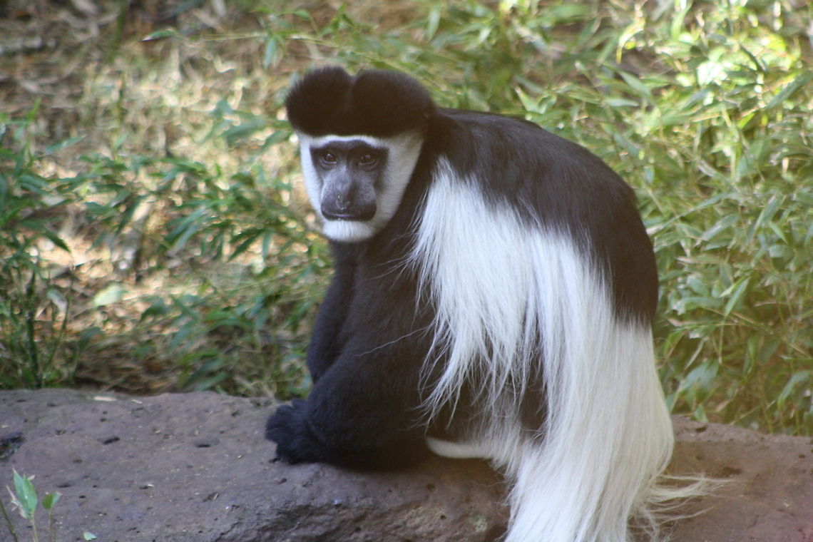 Black White Colobus  Colobus guereza,Mantled guereza