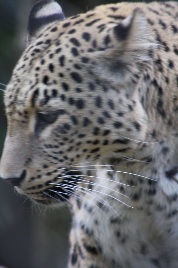 Persian Leopard  Panthera pardus ciscaucasica,Persian leopard