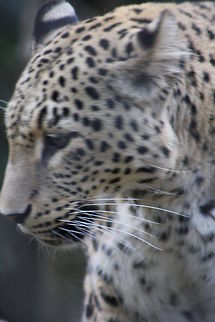 Persian Leopard  Panthera pardus ciscaucasica,Persian leopard