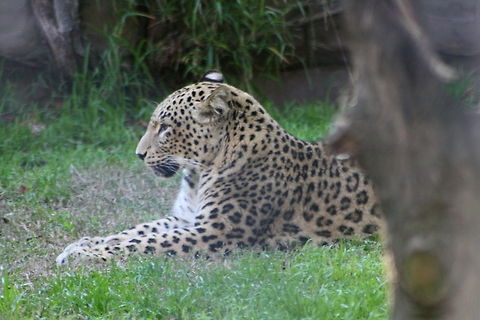 Persian Leopard  Panthera pardus ciscaucasica,Persian leopard