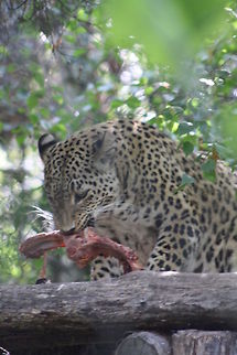 Persian Leopard feeding  Panthera pardus ciscaucasica,Persian leopard