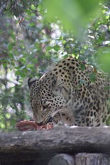 Persian Leopard having a snack  Panthera pardus ciscaucasica,Persian leopard