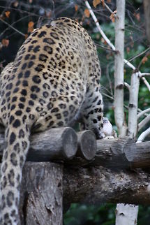 Persian Leopard coat pattern  Panthera pardus ciscaucasica,Persian leopard