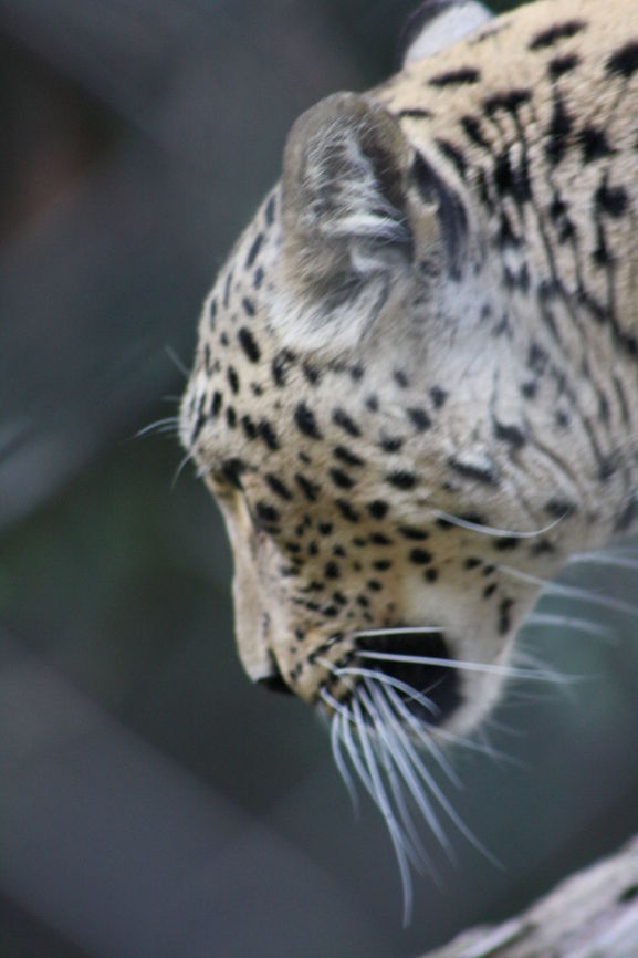 Persian Leopard  Panthera pardus ciscaucasica,Persian leopard