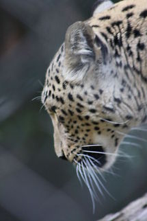 Persian Leopard  Panthera pardus ciscaucasica,Persian leopard