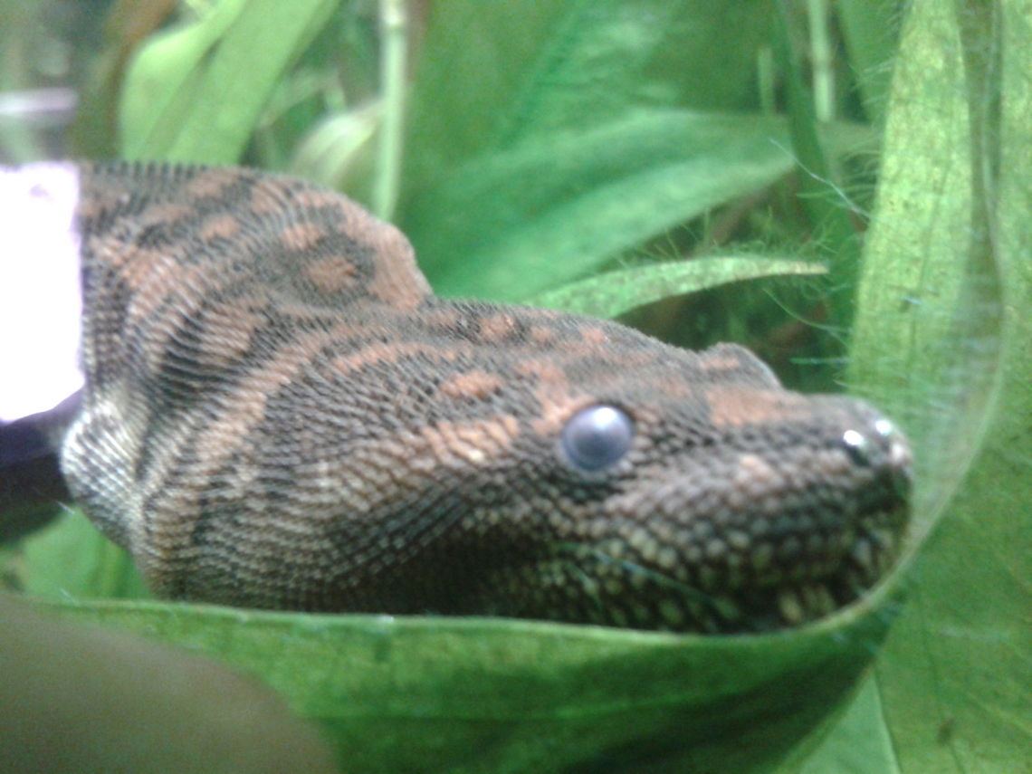 Arafura File Snake  Acrochordus arafurae,Elephant Trunk Snake