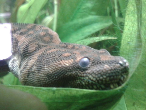 Arafura File Snake  Acrochordus arafurae,Elephant Trunk Snake