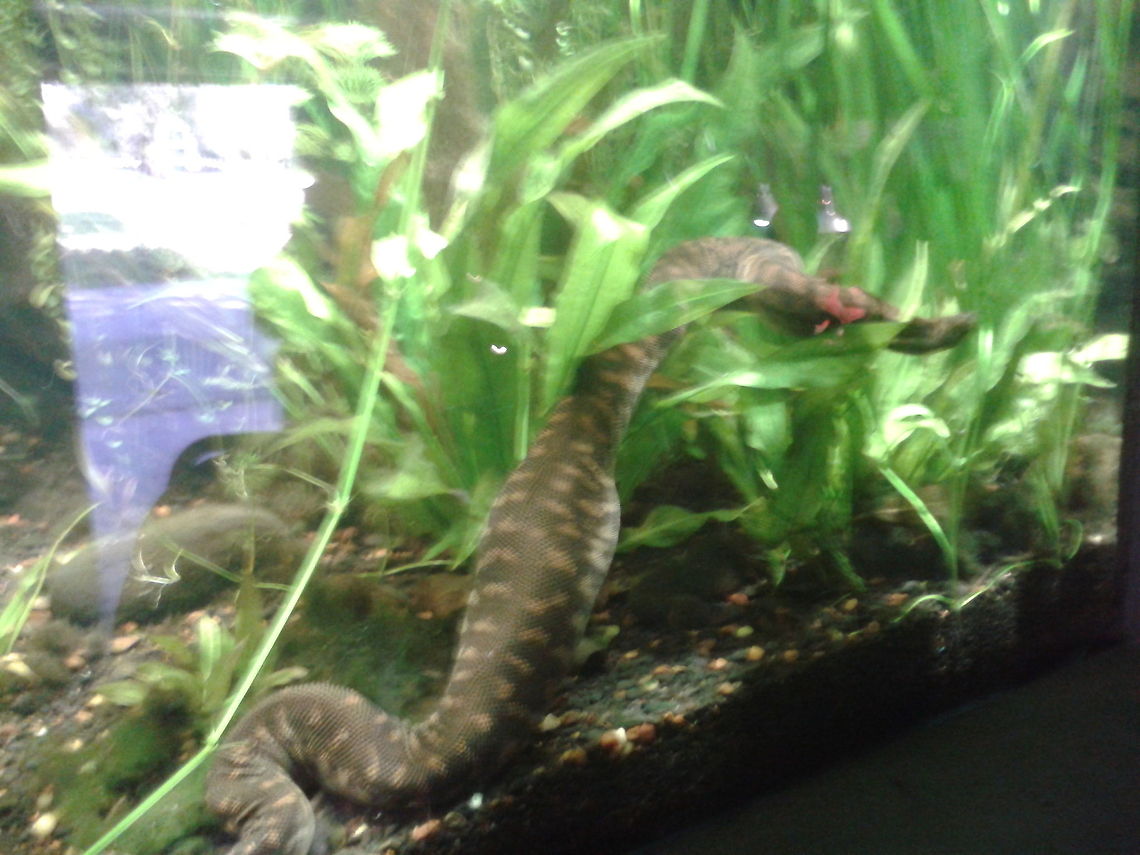 Arafura File Snake after dinner  Acrochordus arafurae,Elephant Trunk Snake