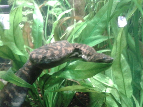 Arafura File Snake  Acrochordus arafurae,Elephant Trunk Snake