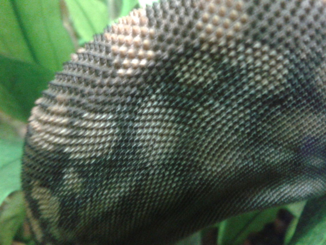 Arafura File Snake skin close up  Acrochordus arafurae,Elephant Trunk Snake