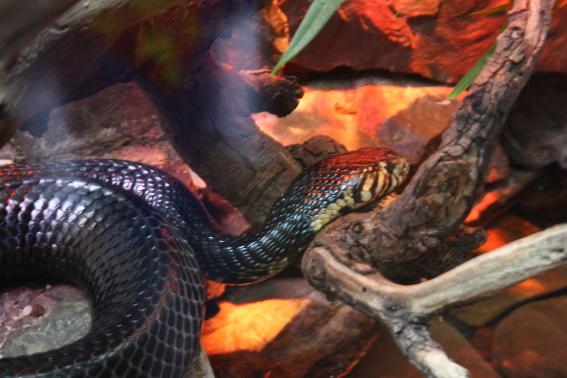 Black- lipped Cobra or forest Cobra  Forest cobra,Naja melanoleuca