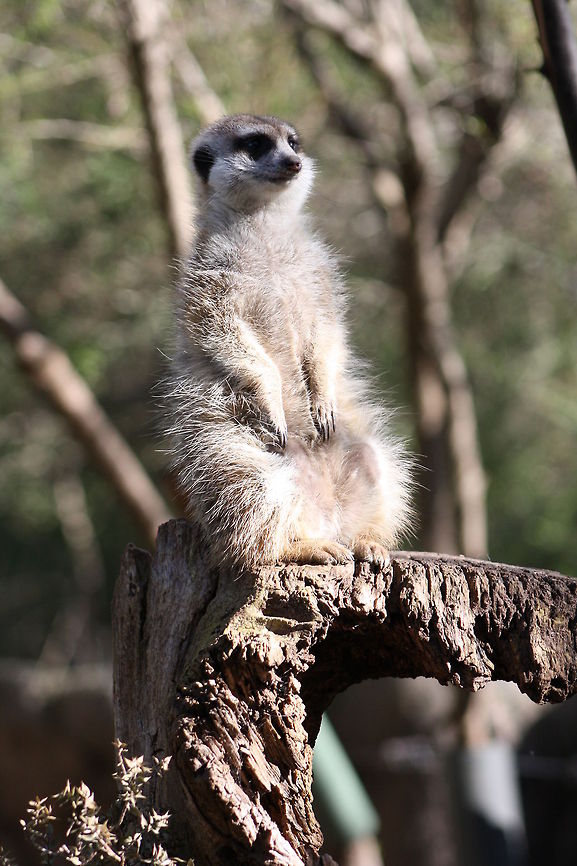 Slender tailed Meerkat  Meerkat,Suricata suricatta
