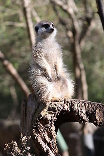 Slender tailed Meerkat  Meerkat,Suricata suricatta