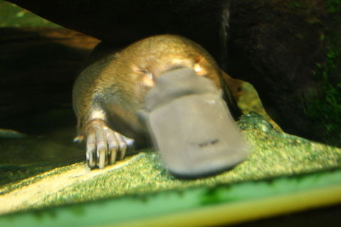 Platyapus  Ornithorhynchus anatinus,Platypus