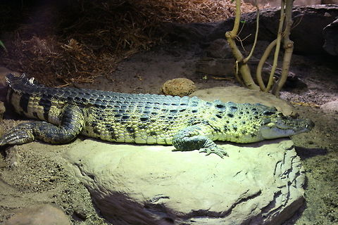 Phillipines Crocodile  Crocodylus mindorensis,Philippine Crocodile