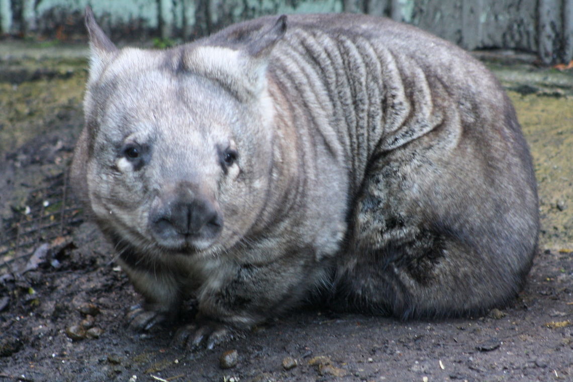 Wombat  Vombatus ursinus,common wombat