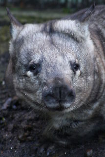 Wombat  Vombatus ursinus,common wombat