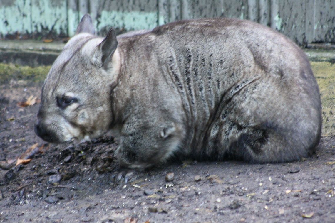 Wombat  Vombatus ursinus,common wombat