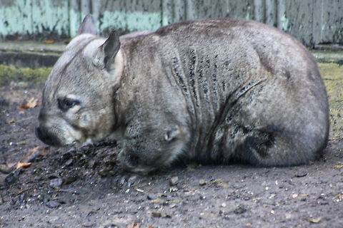 Wombat  Vombatus ursinus,common wombat
