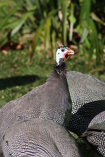 Helmeted Guineafowl  Helmeted Guineafowl,Numida meleagris