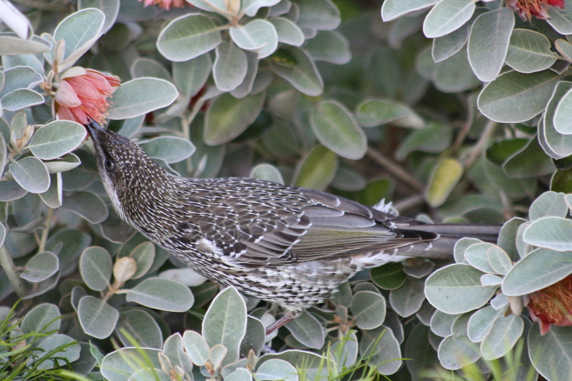 Little Wattlebird  Anthochaera chrysoptera,Little Wattlebird