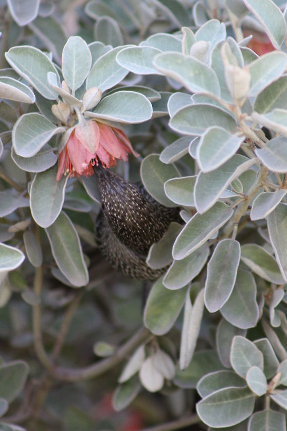 Little_Wattlebird  Anthochaera chrysoptera,Little Wattlebird