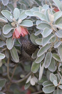 Little_Wattlebird  Anthochaera chrysoptera,Little Wattlebird
