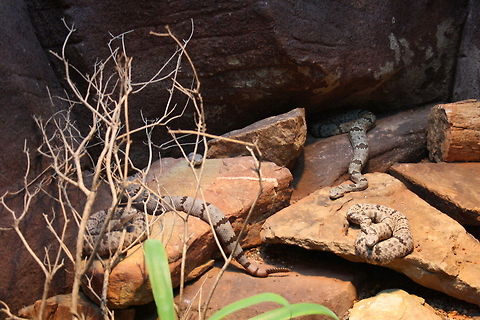 Banded Rock Rattlesnake  Crotalus lepidus klauberi
