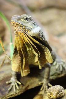 Frilled Lizard  Chlamydosaurus kingii,Frill-necked lizard